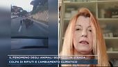 Il fenomeno degli animali selvatici in strada