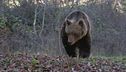 Addio a Juan Carrito, l'orso investito da un'auto
