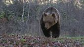 Addio a Juan Carrito, l'orso investito da un'auto