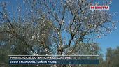 Puglia, il caldo anticipa le colture