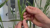 Colture resistenti ai cambiamenti climatici