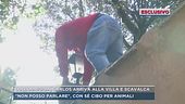 Lollobrigida, Carlos arriva alla villa e scavalca