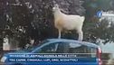 Invasione di animali, giungla nelle città