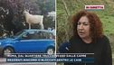 Roma, l'invasione di capre nel quartiere del Trullo