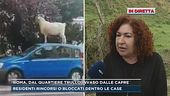 Roma, l'invasione di capre nel quartiere del Trullo