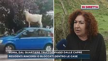 Roma, l'invasione di capre nel quartiere del Trullo
