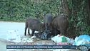Roma invasa dagli animali, non solo i cinghiali