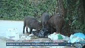 Roma invasa dagli animali, non solo i cinghiali