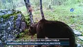Trento, caccia all'orso MJ5 per abbatterlo