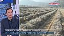 Demonte, campi di lavanda a corto di acqua