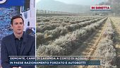 Demonte, campi di lavanda a corto di acqua