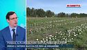 Foggia, il floricoltore che ha perso i tulipani