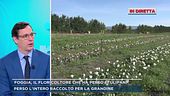 Foggia, il floricoltore che ha perso i tulipani