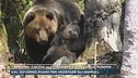 Trentino, caccia all'orso che ha ucciso il runner