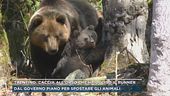 Trentino, caccia all'orso che ha ucciso il runner