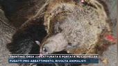 Trentino, orsa JJ4 catturata e portata al Casteller