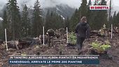 In Trentino a vedere gli alberi piantati da Mediafriends