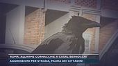 Roma, allarme cornacchie a Casal Bernocchi