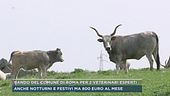 Bando del Comune di Roma per 2 veterinari esperti