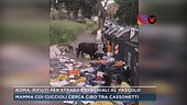 Roma, rifiuti per strada e cinghiali al pascolo