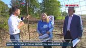 Treviso, uccelli a rischio per parco fotovoltaico