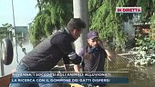 Ravenna, i soccorsi agli animali alluvionati