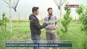 Bagnacavallo, agricoltore colpito dall'alluvione