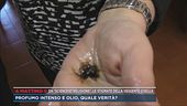 Da "Sciencesetreligions", le stigmate della veggente Gisella