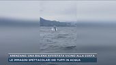 Arenzano, una balena avvistata vicino alla costa