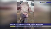 La sfattoria degli ultimi, attesa la decisione del tar: 130 animali ancora a rischio abbattimento