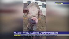 La sfattoria degli ultimi, attesa la decisione del tar: 130 animali ancora a rischio abbattimento