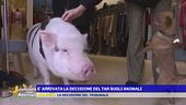 E' arrivata la decisione del Tar sugli animali