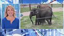 Usa, miracolo allo zoo