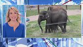 Usa, miracolo allo zoo