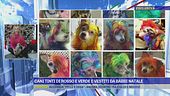 Cani tinti di rosso e verde, bufera sui proprietari tiktoker