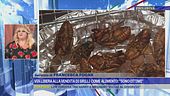 Via libera alla vendita di grilli come alimento: "Sono ottimi"