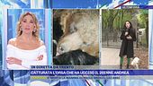 Catturata l'orsa che ha ucciso il 26enne Andrea