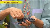 Il Primitivo di San Marzano: storia e curiosità