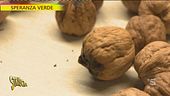 Speranza verde, noceto di Eraclea