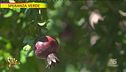 Speranza verde, la melagrana e il "potere" delle coccinelle
