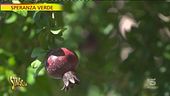 Speranza verde, la melagrana e il "potere" delle coccinelle