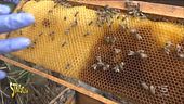 Api, dai pesticidi ai parassiti: arriva la soluzione