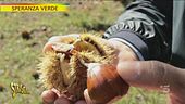 Marroni e castagne, lontani parenti a Speranza Verde