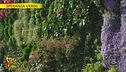Con la riduzione degli spazi arrivano i giardini verticali