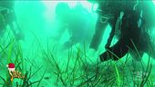 Le foreste marine, la fonte del 50% del nostro ossigeno rischia di venire distrutta