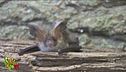 I pipistrelli sono tra i migliori amici dell'uomo