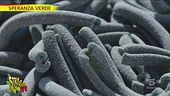 Luca Sardella e tutto il verde della Spirulina