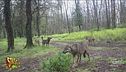 Il Parco di Veio si protegge da lupi e cinghiali