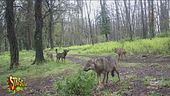 Il Parco di Veio si protegge da lupi e cinghiali