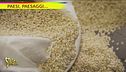A Grumolo si soffia sul riso in cerca del giusto equilibrio